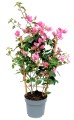 1455-Photoroom.jpg