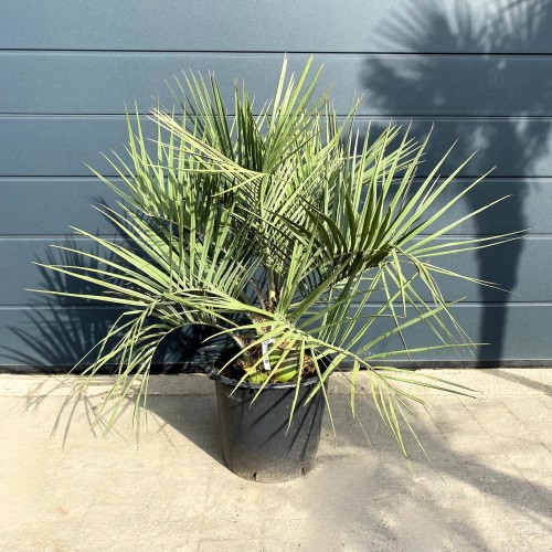Butia Capitata mrozoodporna (Bucja Główkowata) ~ wysokość 110 cm