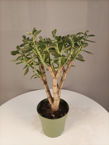 Grubosz jajowaty Crassula ovata Drzewko szczęścia 