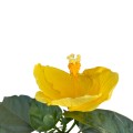 IMG_3062-Photoroom.jpg