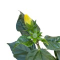 IMG_3063-Photoroom.jpg