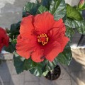 IMG_3056.jpg