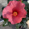 IMG_3065.jpg