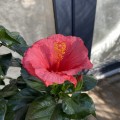 IMG_3066.jpg