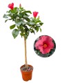 oleander skelp (2).jpg