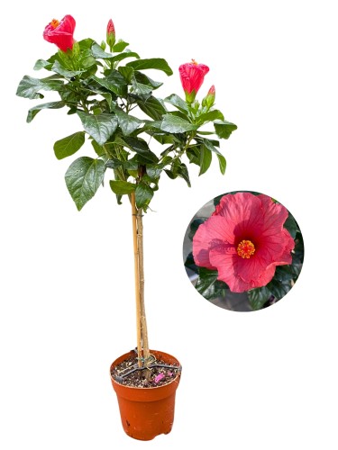 oleander skelp (2).jpg