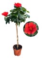 oleander skelp.jpg