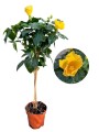 oleander skelp (1).jpg