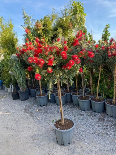 Kuflik cytrynowy na paliku, czerwone niezwykłe kwiaty (Callistemon citrinus) ~ 160-170 cm