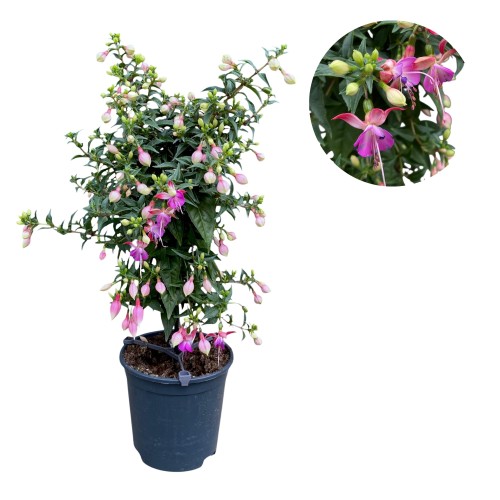 Fuksja na pniu, oryginalne kwiaty - Fuchsia ~ wys. 50 cm