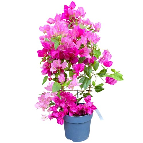 Bugenwilla dwukolorowa 'Sanderiana' - Gęsta Dużo Kwiatów ~ 55-60 cm 