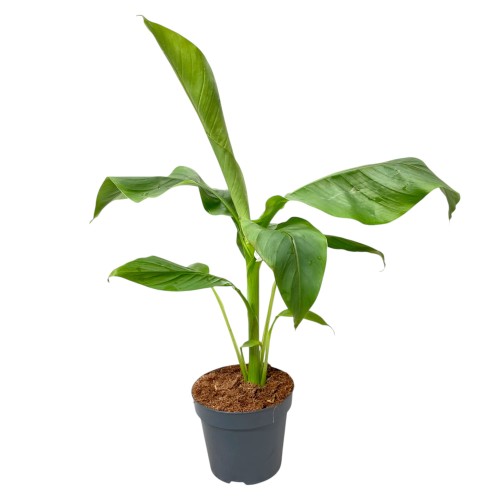 Bananowiec mrozoodporny Musa Basjoo ~ wysokość 55-60 cm