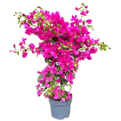 Bugenwilla różowa 'Sanderiana' - Bougainvillea , Gęsta Dużo Kwiatów ~ 80 cm