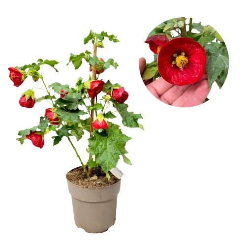 Bez nazwy – kopia (14).jpg