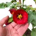 IMG_3325-Photoroom.jpg