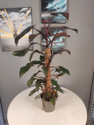 Philodendron “Royal Queen” 