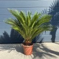 IMG_3432.jpeg