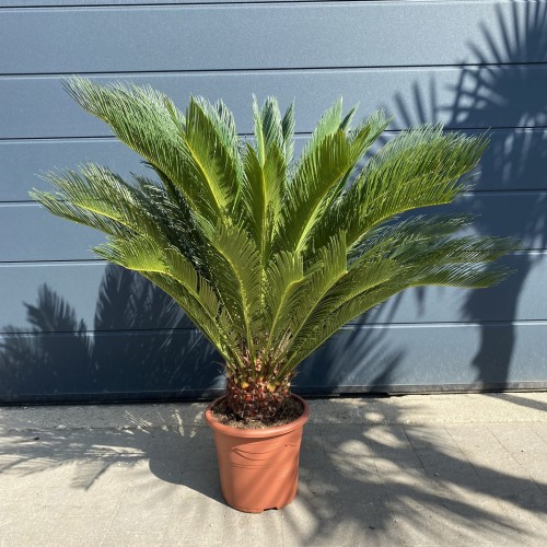 Sagowiec odwinięty - Cykas ~ wysokość 110-115 cm  