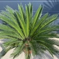 IMG_3429.jpeg
