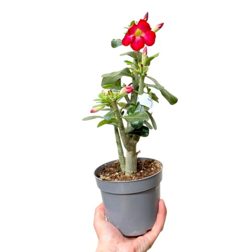 Róża Pustyni czerwone kwiaty - Adenium obesum ~ wysokość 27-30 cm
