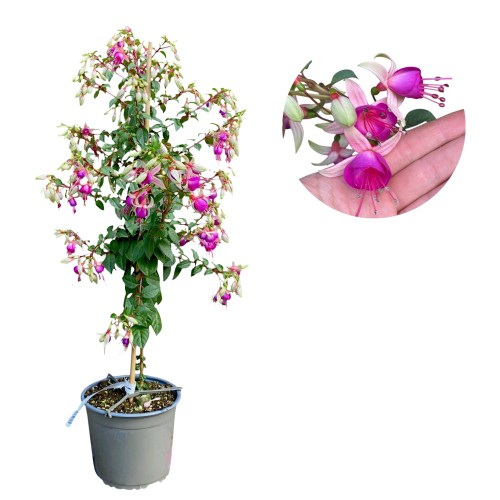 Fuksja na pniu, oryginalne kwiaty - Fuchsia ~ wys. 90 cm 
