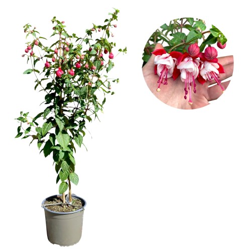 Fuksja na pniu, oryginalne kwiaty - Fuchsia ~ wys. 90 cm