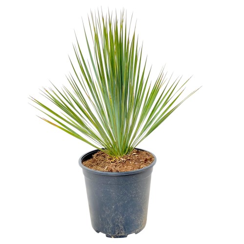Juka rostrata - Mrozoodporna juka ~ wysokość 50-55 cm