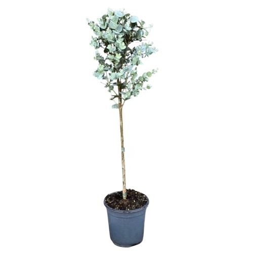 Eucalyptus gunnii na paliku - Eukaliptus niebieski ~ wysokość 80 cm 