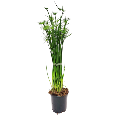 Papirus haspan - Cyperus haspan ~ wys. 60 cm