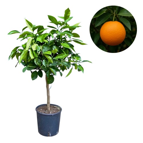 Pomarańcza chińska - (Citrus sinensis) ~ 85-90 cm