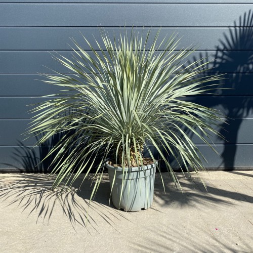 Juka rostrata 'Blue Swan' - Mrozoodporna juka ~ wysokość 130-140 cm 