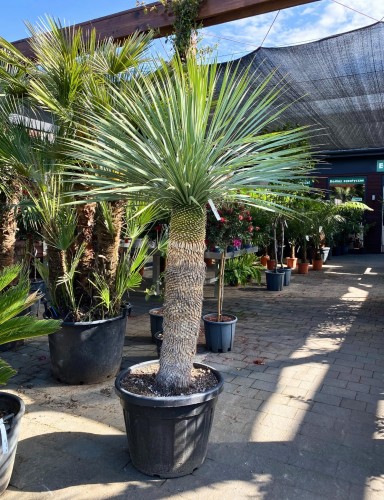 Juka rostrata mrozoodporna (Yucca rostrata) ~ wysokość 200 cm