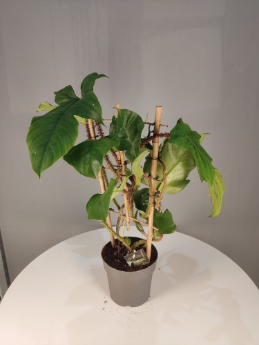 Philodendron squamiferum 