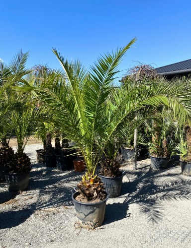Phoenix Canariensis - Daktylowiec kanaryjski ~ wysokość 180-200 cm