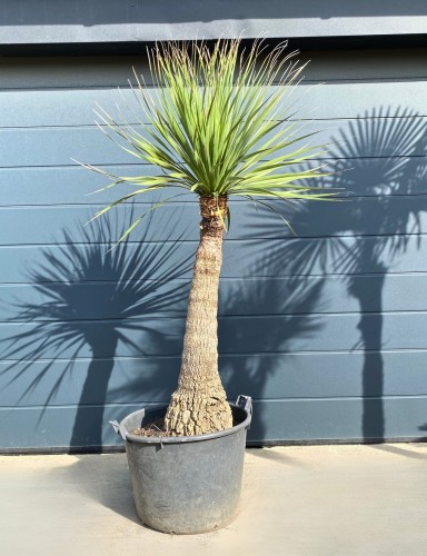 Nolina wygięta ok. 50-letnia (Beaucarnea recurvata) ~ wysokość 200-210 cm