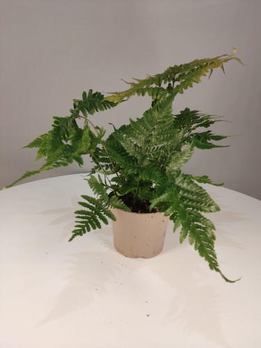 Dryopteris erythrosora - Narecznica czerwonozawijkowa - Paproć jesienna 