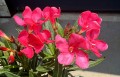 IMG_4413.jpg