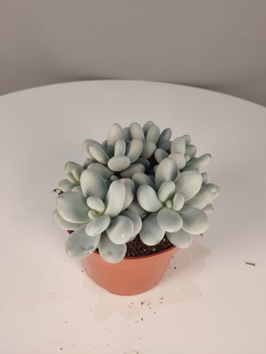 Pachyphytum oviferum - Kamień księżycowy 