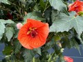 IMG_4673.jpg