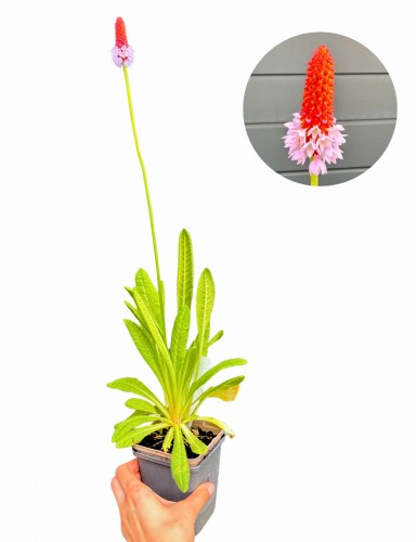Pierwiosnek Viala (Primula vialii) ~ wysokość 60 cm