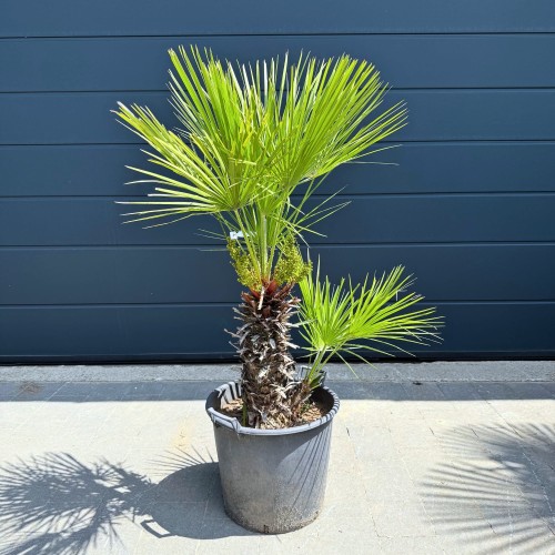 Bez nazwy – kopia (45).jpg