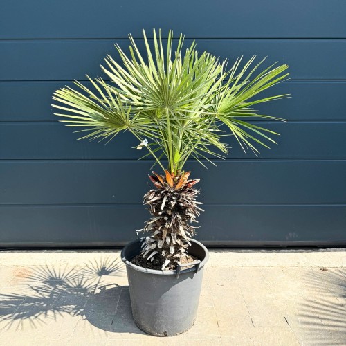Karłatka niska (Chamaerops humilis) ~ wysokość 120 cm 