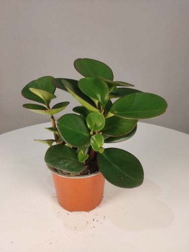 Peperomia obtusifolia (Peperomia tępolistna) 'Burning Bush' 