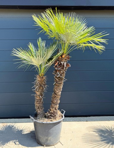 Karłatka niska (Chamaerops humilis) ~ wysokość 200 cm