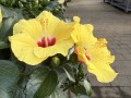 IMG_4891.jpeg