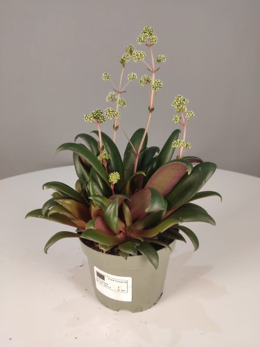 Crassula orbicularis rosularis 