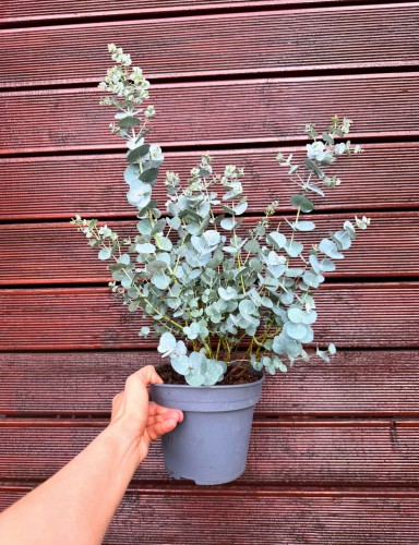 Eucalyptus gunnii „Blue Ice” - Eukaliptus niebieski ~ wysokość 45-50 cm