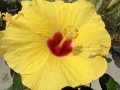 IMG_4960.jpeg