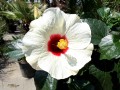 IMG_4949.jpeg