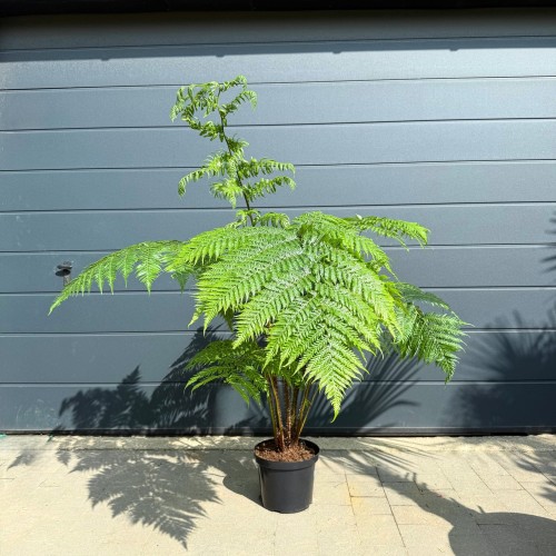 Bez nazwy – kopia (47).jpg